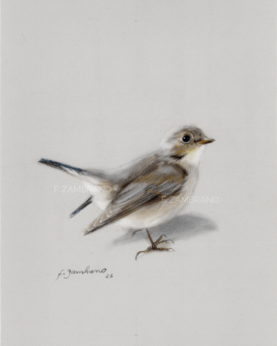 Gærdesmutte (Eurasian Wren), Nordic Bird in Soft Pastel - Pastel - Realism - 18×21 cm door F Zambrano