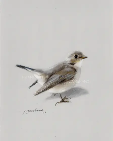 Gærdesmutte (Eurasian Wren), Nordic Bird in Soft Pastel - Pastel door F Zambrano