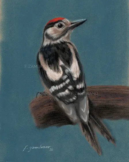 Nordic Woodpecker in Pastel - Pastel door F Zambrano